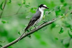 21_PASSERIFORMES_CAMPEPHAGIDAE_Pericrocotus_divaricatus