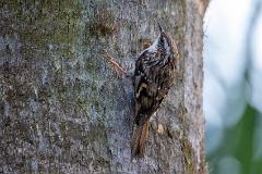 21_PASSERIFORMES_CERTHIIDAE_Certhia_brachydactyla