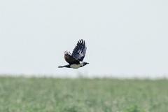 21_PASSERIFORMES_CORVIDAE_Corvus_dauuricus