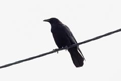 21_PASSERIFORMES_CORVIDAE_Corvus_orientalis