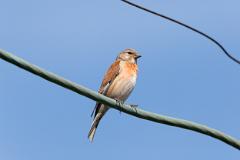 21_PASSERIFORMES_FRINGILLIDAE_Acanthis_cannabina