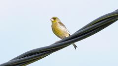 21_PASSERIFORMES_FRINGILLIDAE_Chloris_sinica