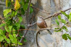 21_PASSERIFORMES_FRINGILLIDAE_Emberiza_cia