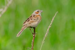 21_PASSERIFORMES_FRINGILLIDAE_Emberiza_fucata