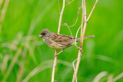 21_PASSERIFORMES_FRINGILLIDAE_Emberiza_spodocephala