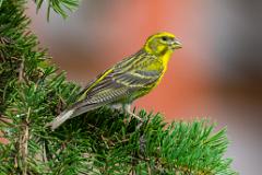 21_PASSERIFORMES_FRINGILLIDAE_Serinus_serinus