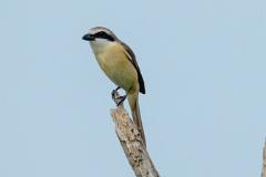 21_PASSERIFORMES_LANIIDAE_Lanius_cristatus