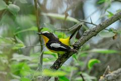 21_PASSERIFORMES_MUSCICAPIDAE_Ficedula_zanthopygia