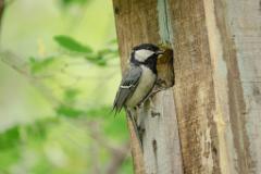 21_PASSERIFORMES_PARIDAE_Parus_minor