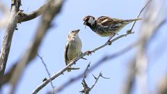 21_PASSERIFORMES_PASSERIDAE_Passer_hispaniolensis