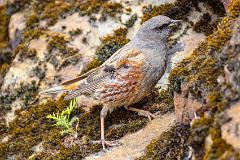 21_PASSERIFORMES_PRUNELLIDAE_Prunella_collaris