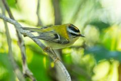 21_PASSERIFORMES_REGULIDAE_Regulus_ignicapillus