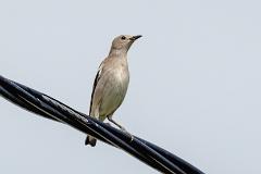 21_PASSERIFORMES_STURNIDAE_Sturnia_sturnina