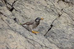 21_PASSERIFORMES_STURNIDAE_Sturnus_cineraceus