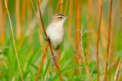 21_PASSERIFORMES_SYLVIIDAE_Acrocephalus_bistrigiceps