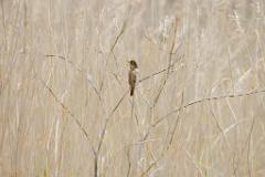 21_PASSERIFORMES_SYLVIIDAE_Acrocephalus_orientalis