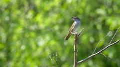 21_PASSERIFORMES_SYLVIIDAE_Locustella_fasciolata