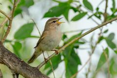 21_PASSERIFORMES_SYLVIIDAE_Phylloscopus_fuscatus