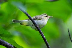 21_PASSERIFORMES_SYLVIIDAE_Phylloscopus_nitidus