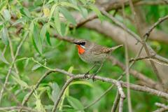 21_PASSERIFORMES_TURDIDAE_Luscinia_calliope