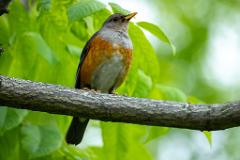 21_PASSERIFORMES_TURDIDAE_Turdus_hortulorum