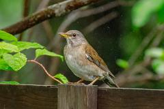 21_PASSERIFORMES_TURDIDAE_Turdus_pallidus