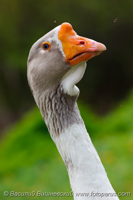 2010_0513Anser1500.jpg - Голова гуся крупным планом. Head of a goose close up. A gander