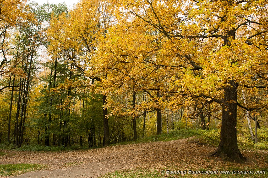Autumn_2008_1005_1210.jpg - Осень в Тимирязевском парке, Москва. City park, autumn landscape. Phenological signs of autumn.