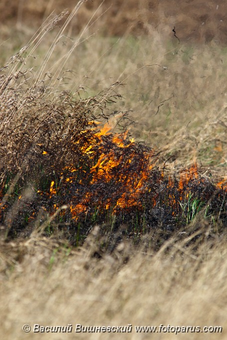 Fire_2010_0502_1616-2.jpg - Рязанская область, Пронский район, деревня Денисово. The dry grass burns