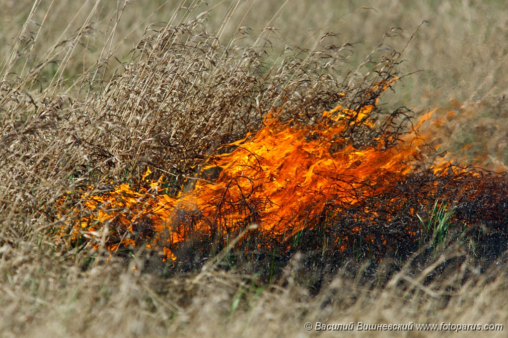Fire_2010_0502_1616.jpg - Рязанская область, Пронский район, деревня Денисово. The dry grass burns