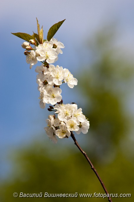 Cerasus_vulgaris_2009_0510_0911.jpg - Вишня в цвету, Cerasus vulgaris. The cherry-tree blossoms white colours in May.