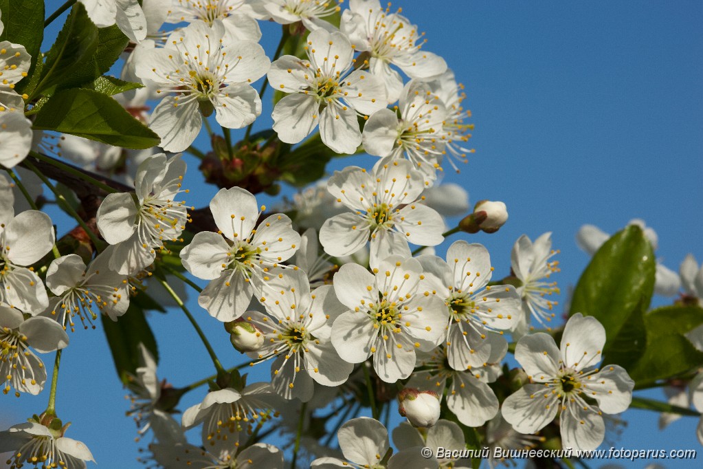 Cerasus_vulgaris_2009_0511_0809.jpg - Вишня в цвету, Cerasus vulgaris. The cherry-tree blossoms white colours in May.
