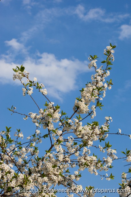 Cerasus_vulgaris_2009_0511_1907.jpg - Вишня в цвету, Cerasus vulgaris. The cherry-tree blossoms white colours in May.