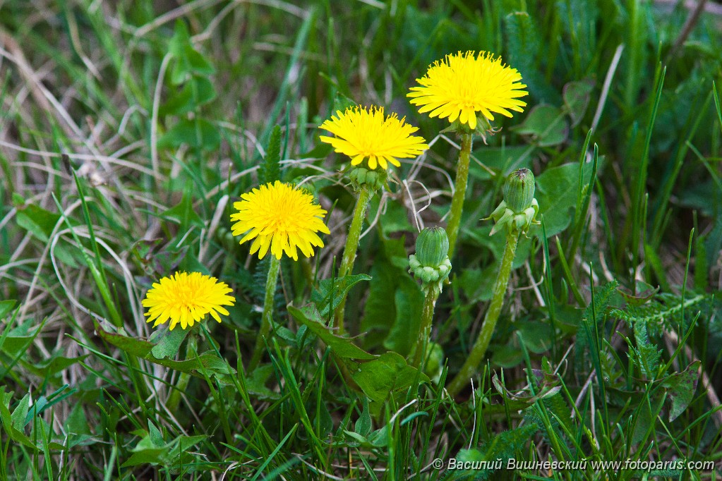 Taraxacum_officinale_2009_0510_1047.jpg - Одуванчик лекарственный, Taraxacum officinale, Dandelion. Four yellow young dandelions stand in a row accurately.