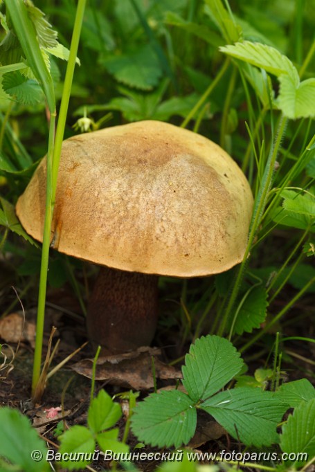 Xerocomus_subtomentosus_2010_0612_1313.jpg - Гриб в естественно стреде. Edible fungi growing on the earth in the wild nature.