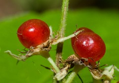 2_herb_Rubus_saxatilis