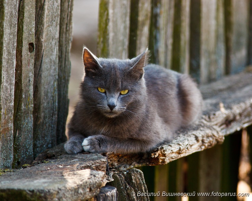 Felis_catus_2010_0507_1011.jpg - Серая злая кошка сидит на лавке. The grey malicious cat sits on a bench.