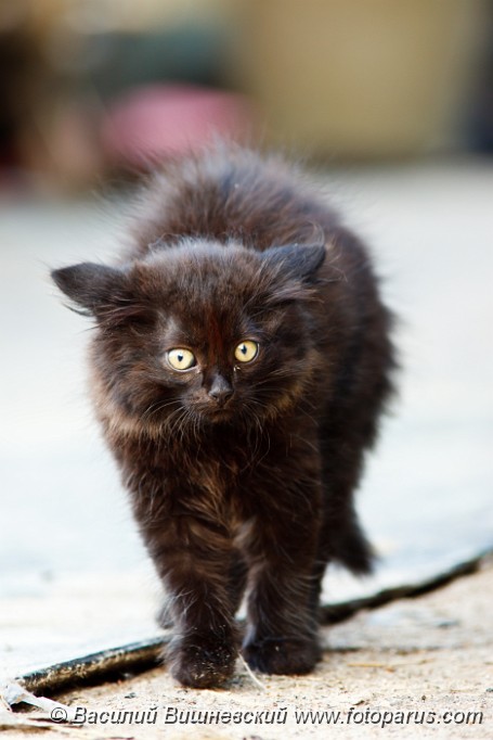 Felis_catus_2010_0603_1953.jpg - Черный котенок испугался, и шерсть на нем встала дыбом. The black kitten was frightened, and the wool on him has risen on end.