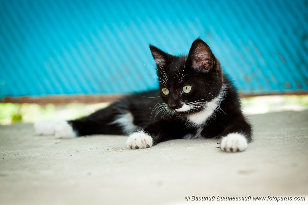 Felis_catus_2010_0730_1457.jpg - Черный симпатичный котенок лежит и отдыхает. The black nice kitten lies and has a rest.