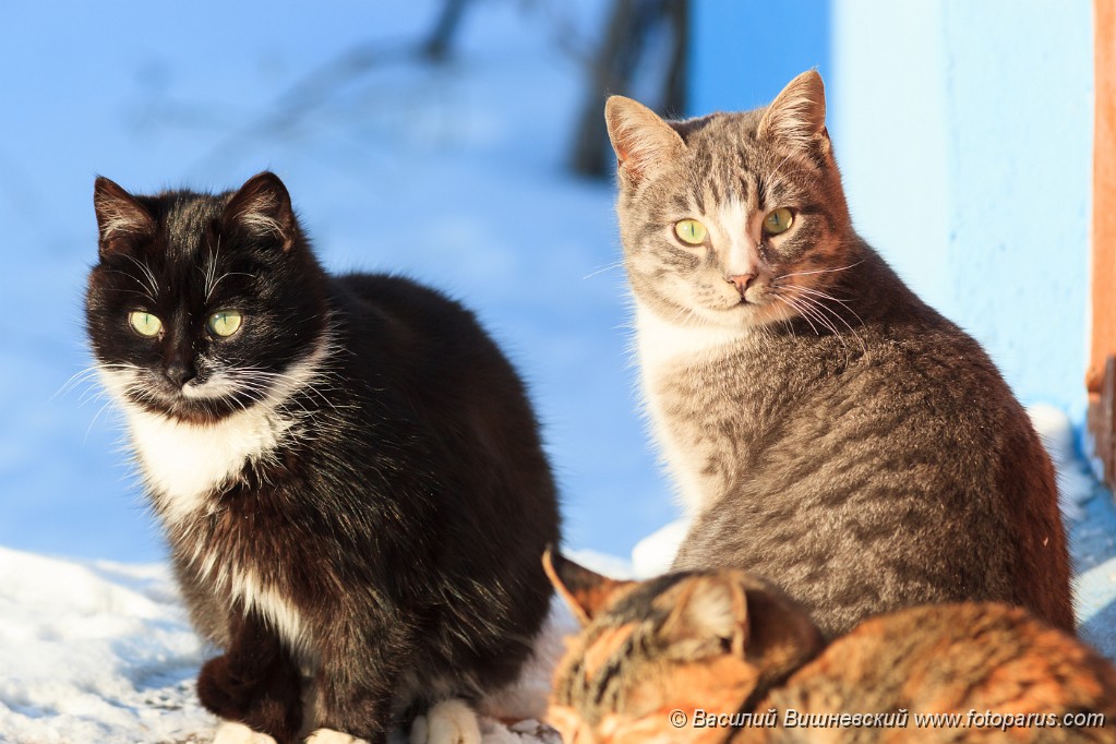 Felis_catus_2011_0103_1208.jpg - Домашние кошки и котята в различных ситуациях. Domestic cats and kittens in different situations.