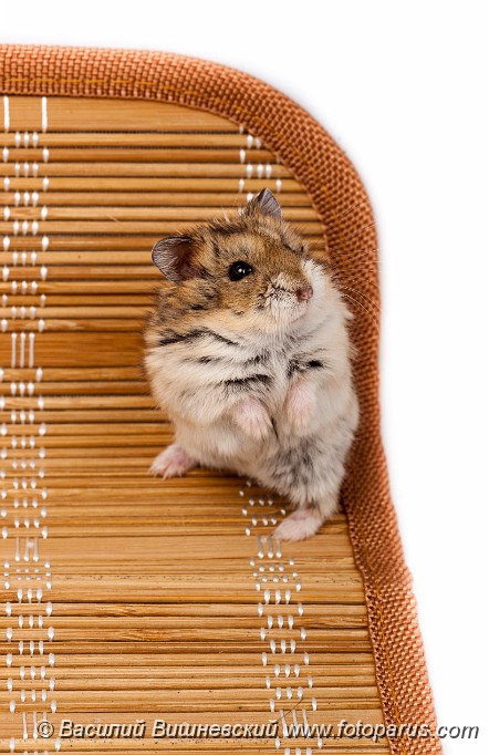 Phodopus_sungorus_2010_0218_1643.jpg - Фотография сделана в студии. Winter White Russian Dwarf Hamster. The photo is made in studio.