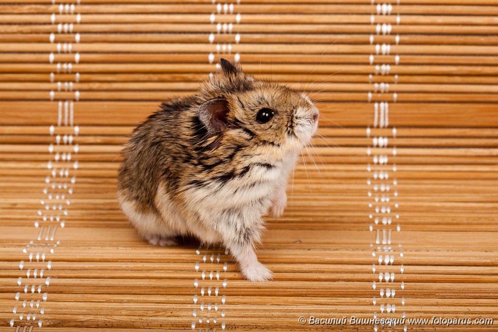 Phodopus_sungorus_2010_0218_1645.jpg - Фотография сделана в студии. Winter White Russian Dwarf Hamster. The photo is made in studio.