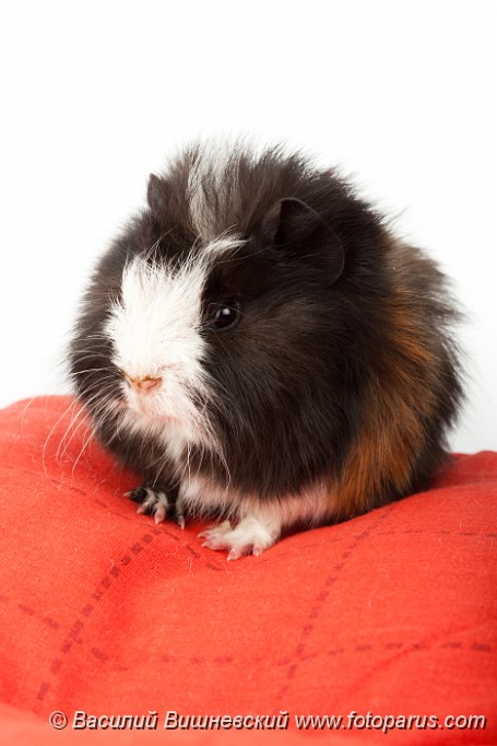 Cavia_porcellus_2010_0215_1550.jpg - Морская свинка, студийная съемка. The guinea pig sits on a red pillow. It is cut out on a white background