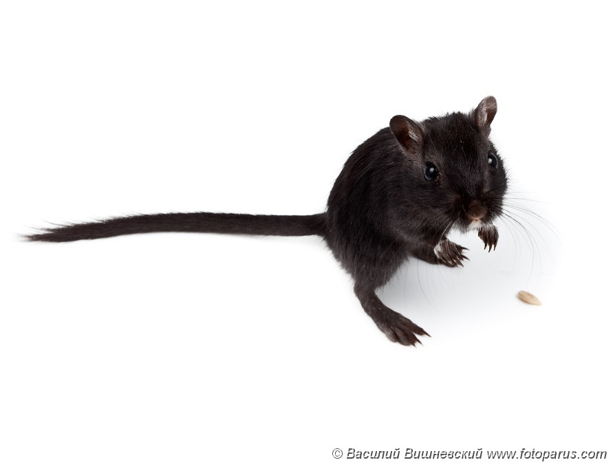 http://www.fotoparus.com/photogalery/animals/domestic_animals/3_Rodents%20Gerbil/slides/2010_0219Meriones_unguiculatus1634.jpg