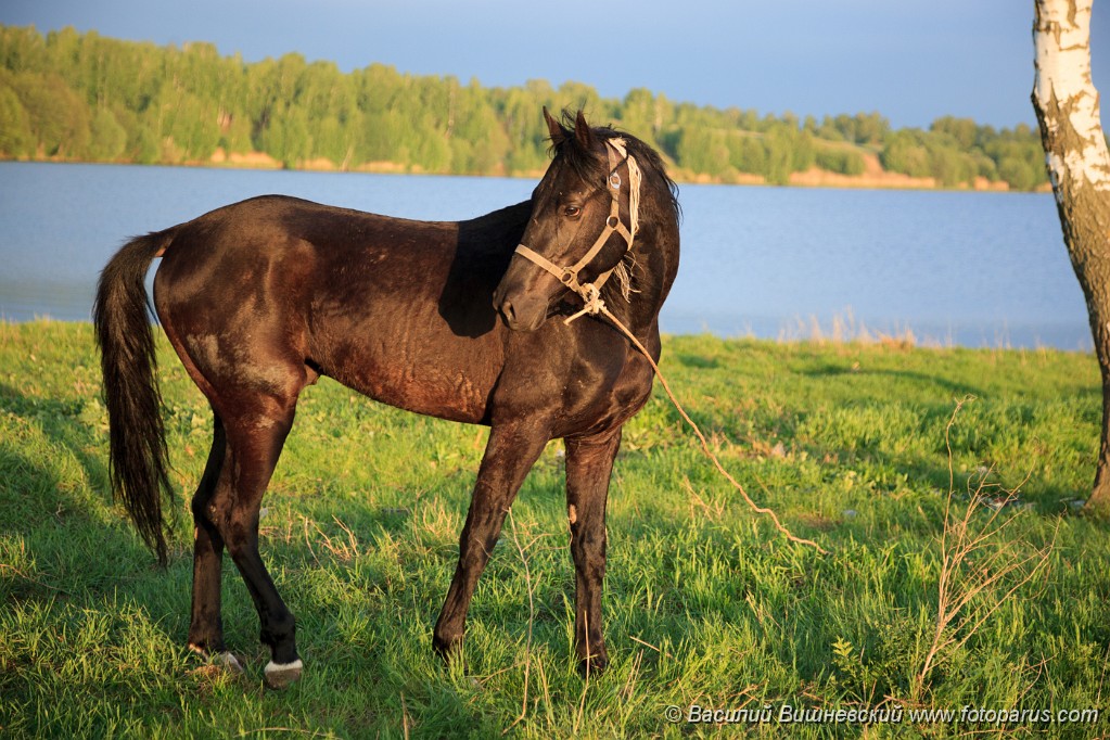 Equus_caballus_2012_0510_2013.jpg - Лошадь на привязи на открытом воздухе. Horse on a leash outdoors.