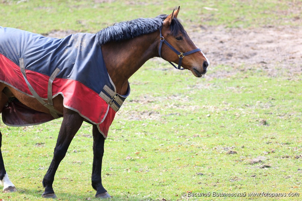 Equus_caballus_2013_0421_1735-2.jpg - Лошадь в специальной накидке на открытом воздухе. Horse in a special cape outdoors.