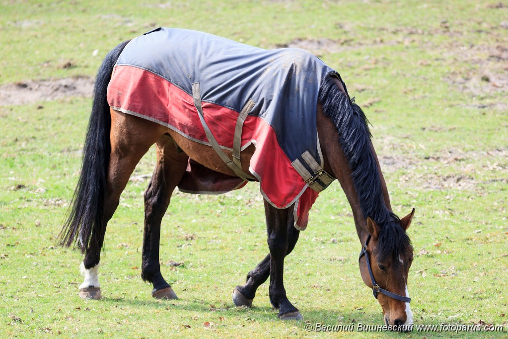 Equus_caballus_2013_0421_1735.jpg - Лошадь на газоне ест зеленую траву. Horse on the lawn eating green grass.