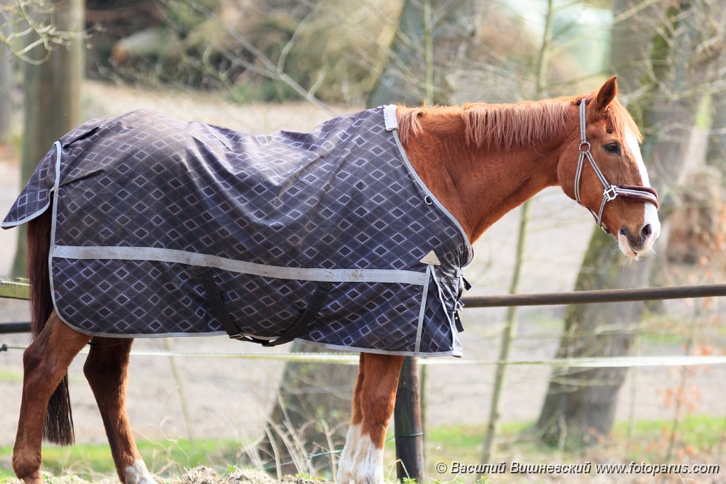 Equus_caballus_2013_0421_1758.jpg - Лошадь в специальной накидке на открытом воздухе. Horse in a special cape outdoors.