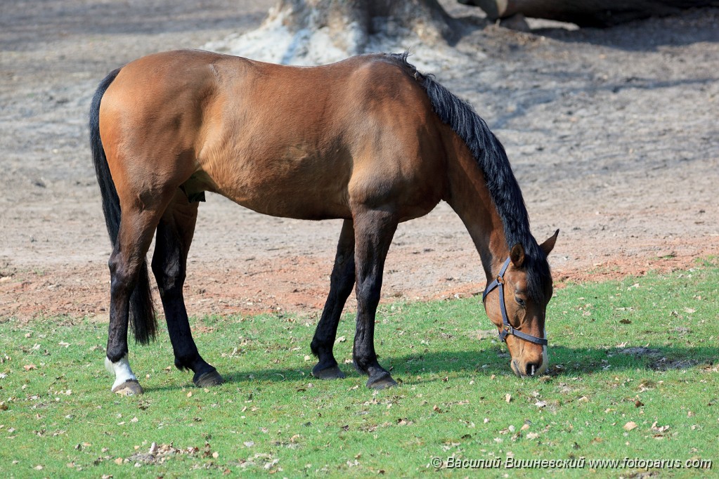 Equus_caballus_2013_0424_1748-2.jpg - Лошадь на газоне ест зеленую траву. Horse on the lawn eating green grass.
