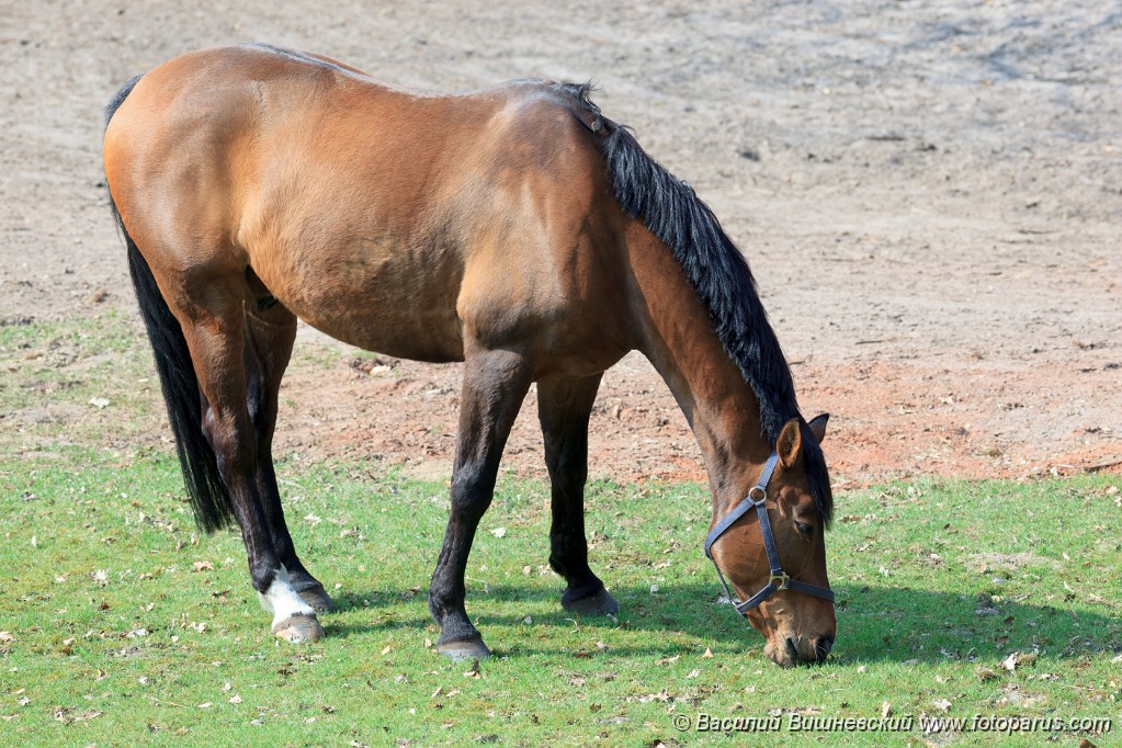 Equus_caballus_2013_0424_1748.jpg - Лошадь на газоне ест зеленую траву. Horse on the lawn eating green grass.